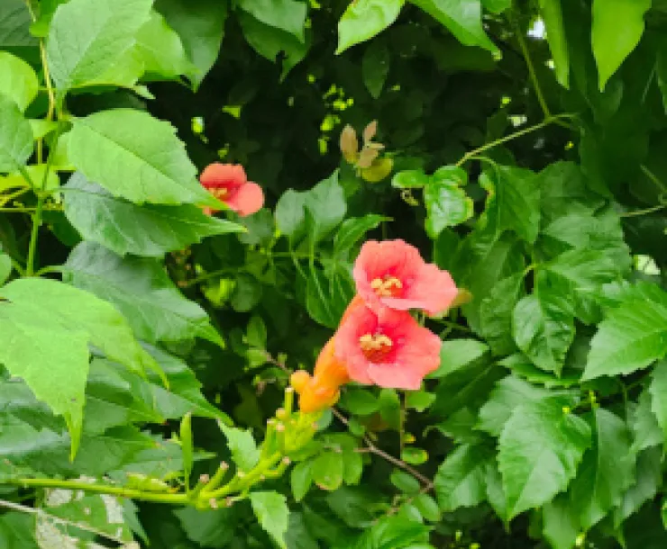 Brazos Bend flower - scaled