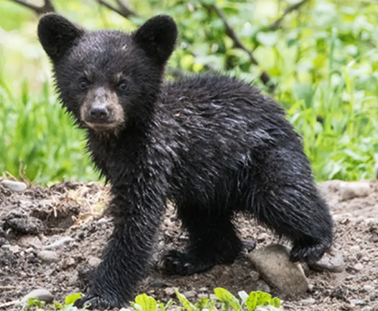 Baby black bear
