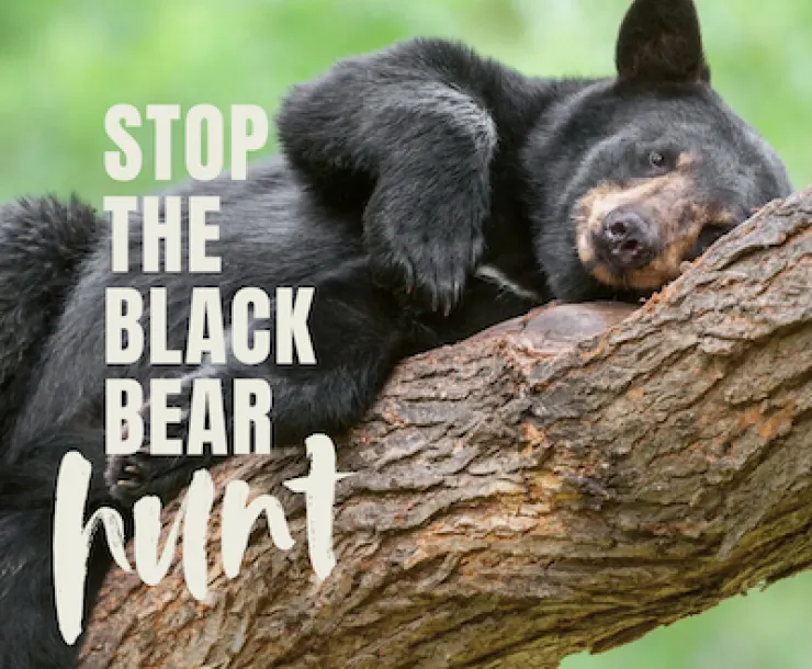 black bear 2