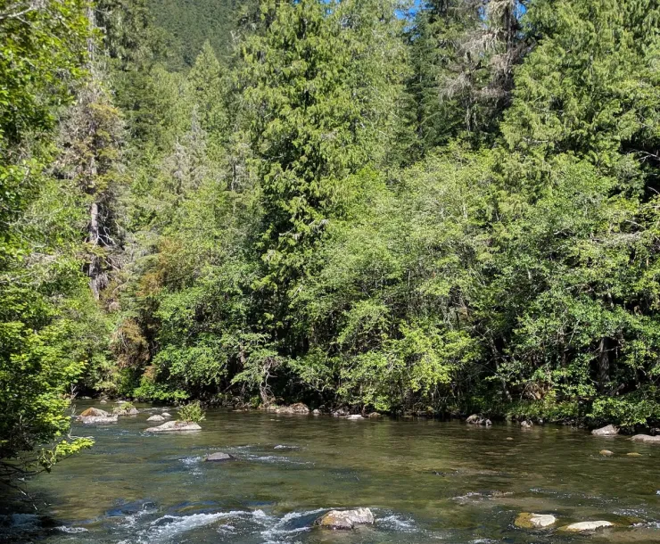 A photo of a medium sized green river surrounded by large trees on a sunny day.