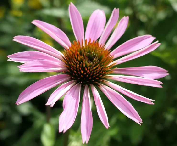 single pink bloom of a coneflower