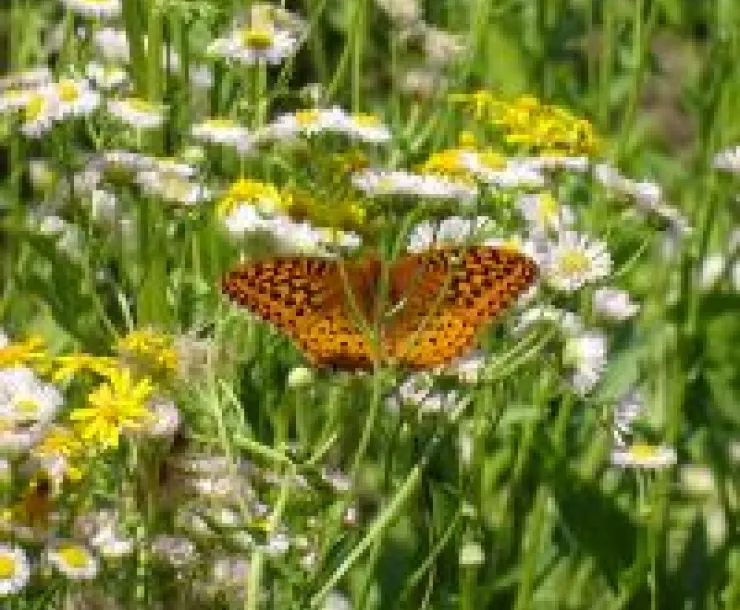 Butterfly Photo