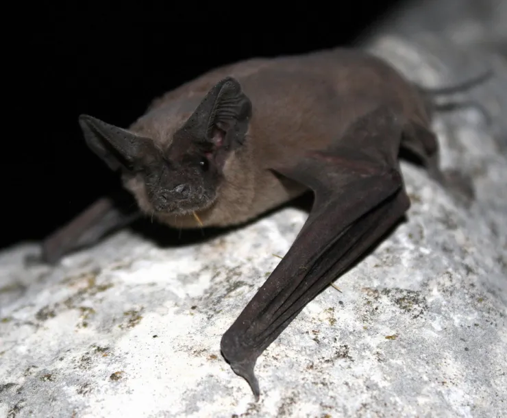 bat