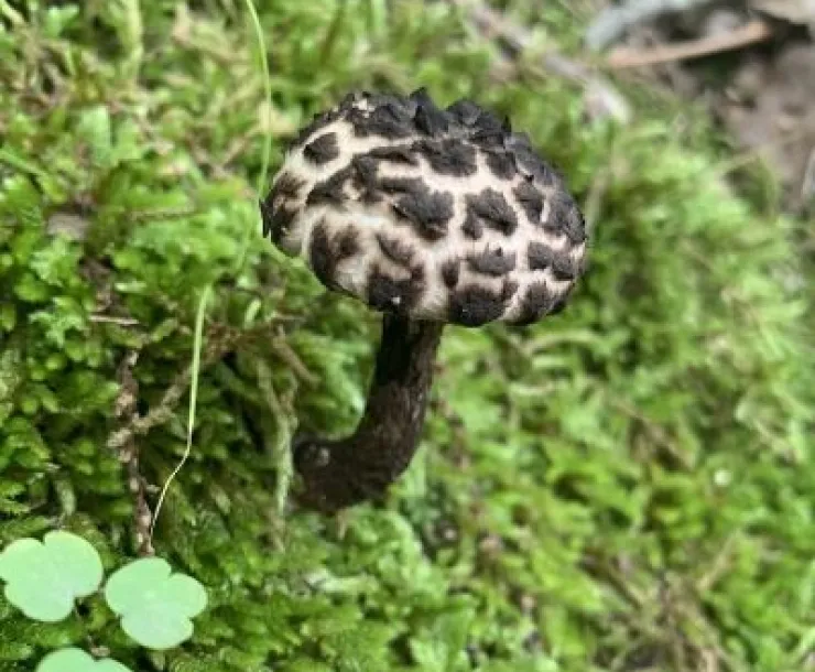 Mushroom Photo