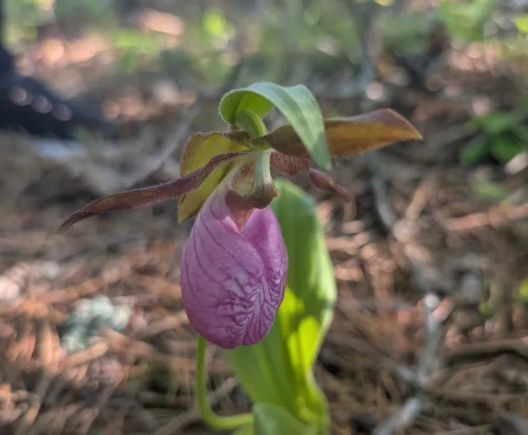 Pink Lady Slipper