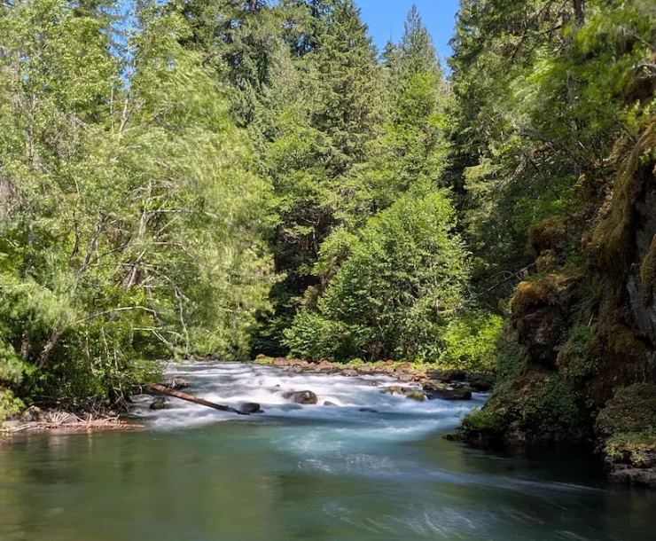 A fast moving river surrounded by tall green evergreen trees on a sunny day