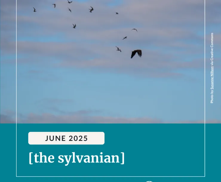A flock of birds is flying against a blue-grey sky. Text reads, "June 2025 [the sylvanian]".