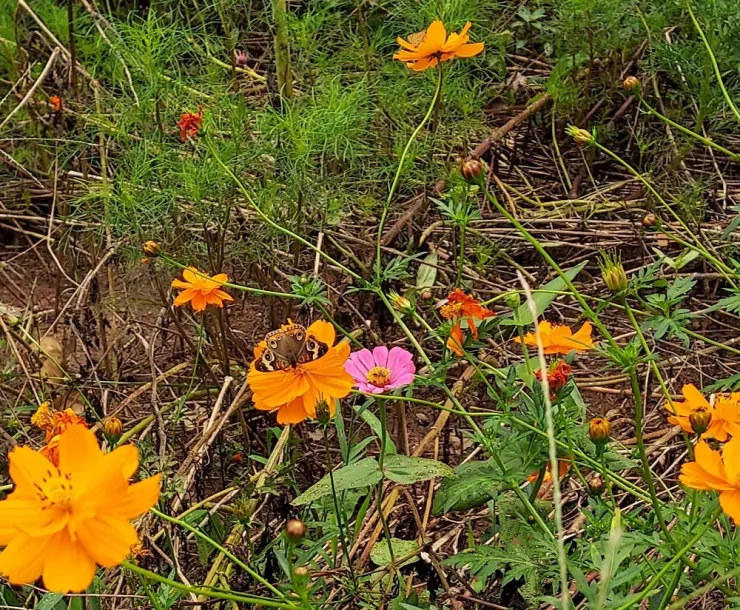 A butterfly rests on wildflowers near the Crabtree Creek Greenway Trail