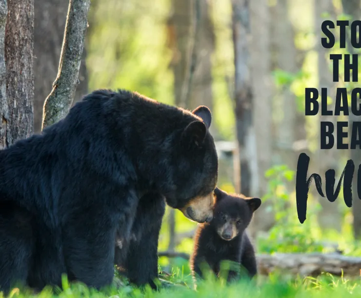 black bears