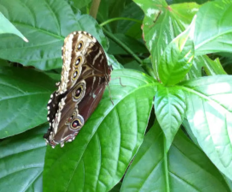 Butterfly in Texas