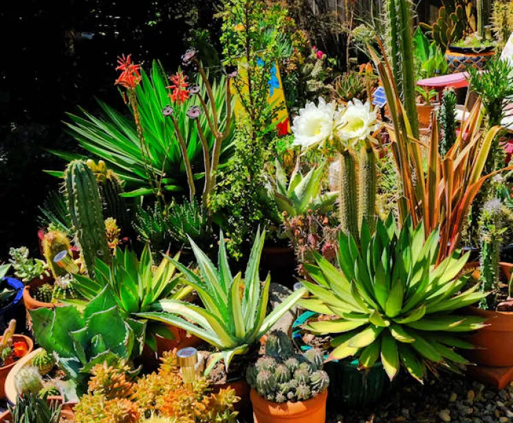 Succulents w/ blooms