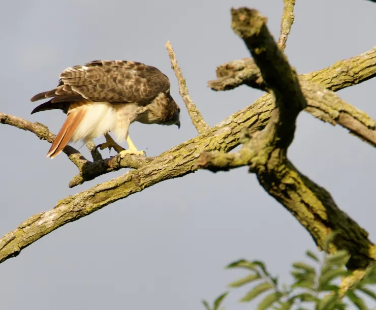 A red-tailed hawk standing on a green-brown branch against a gray sky.