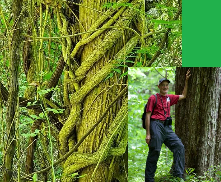 Bob Gale will speak to the WNC Sierra Club about identifying and removing invasive polants.