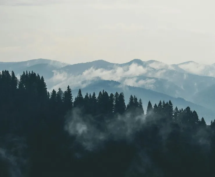 Trees and mountains