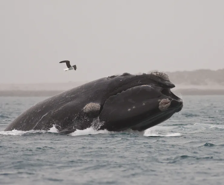 right whale