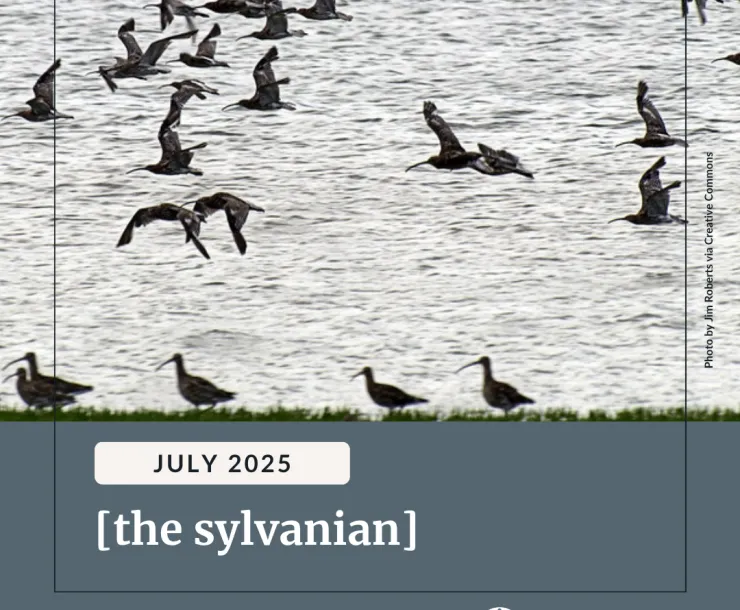 A flock of birds fly over a body of water. Below white text reads, "July 2025 [the sylvanian] Read the full issue at bit.ly/406PMD1". Sierra Club Pennsylvania's logo is in the bottom right.