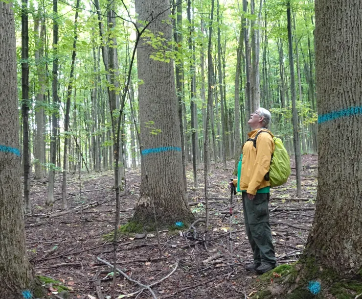 man looking up at trees that have a blue line painted on the trunks