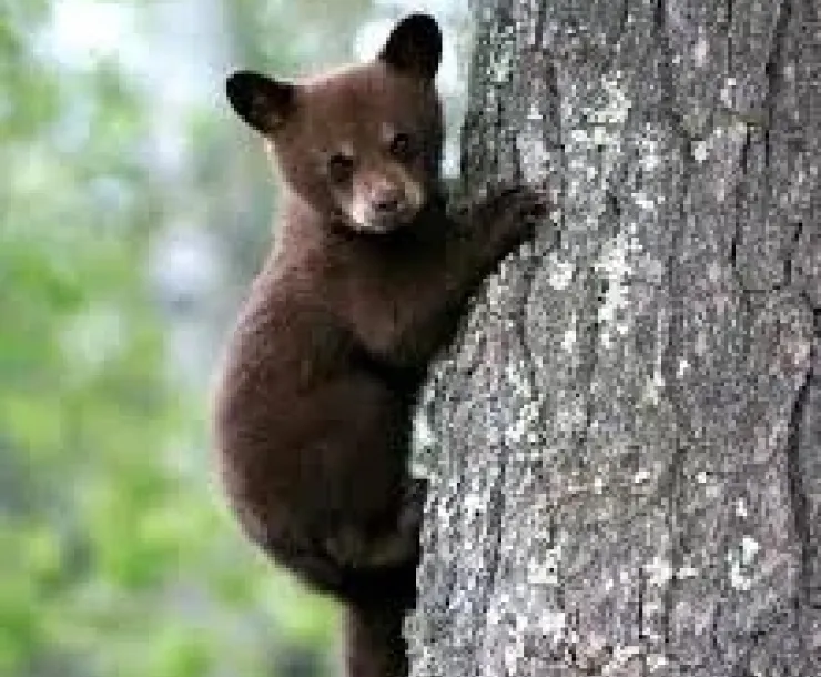 baby bear