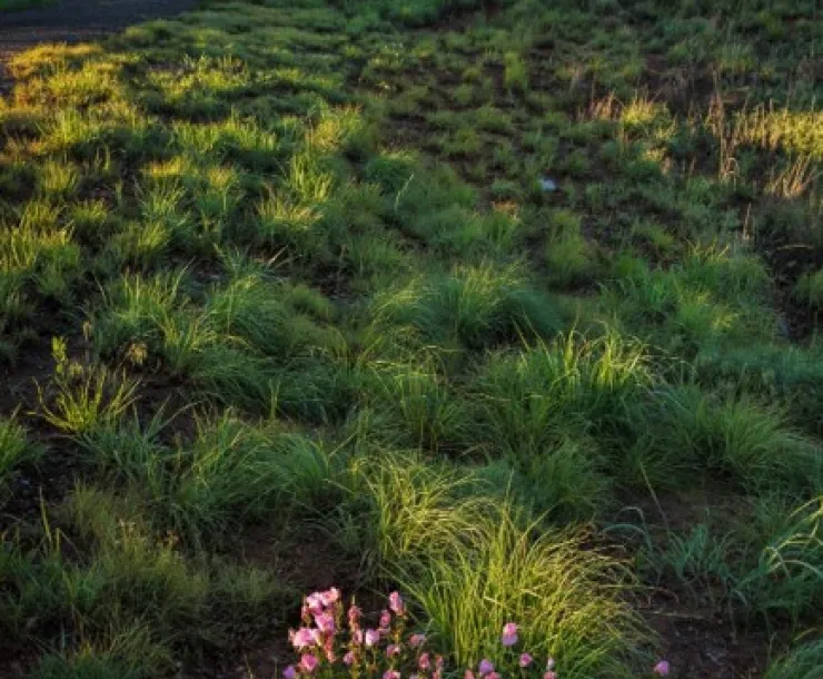 green prairie and red rocks in distance