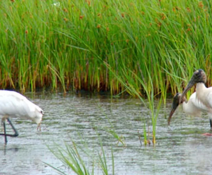 birds at egans creek