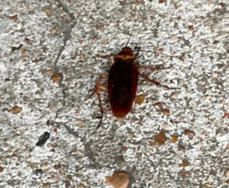 Houston cockroach