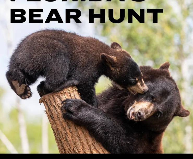 Baby black bear leans over the mother bear and nuzzles her face