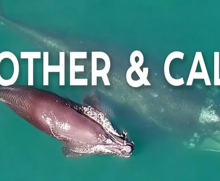 right whales