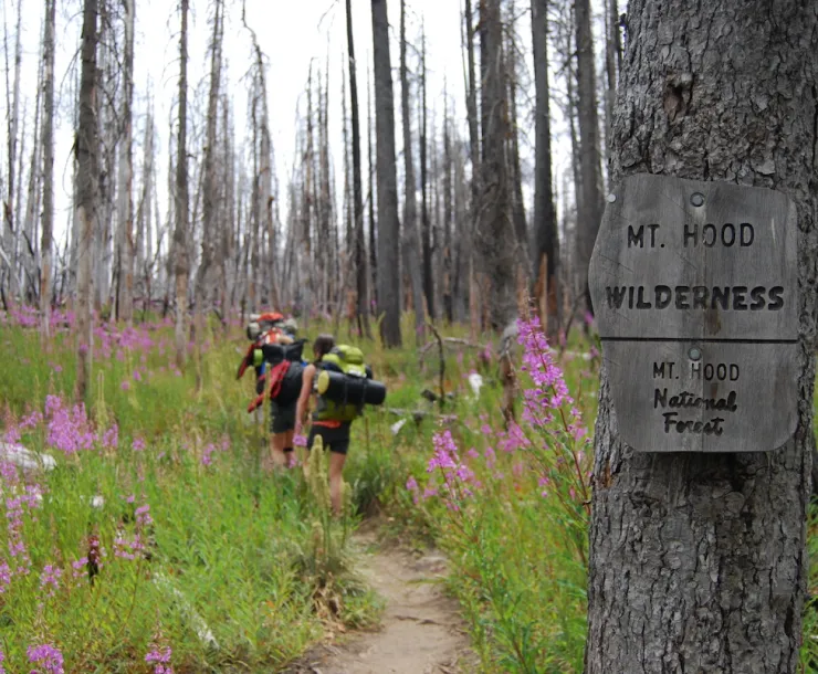 A group of backpackers in the distance walk a trail. In the foreground a wooden sign that reads, Mt. Hood Wilderness, is attached to a tree.