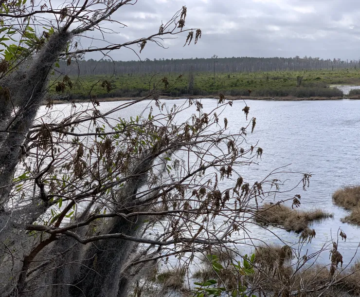 The Okefenokee Swamp