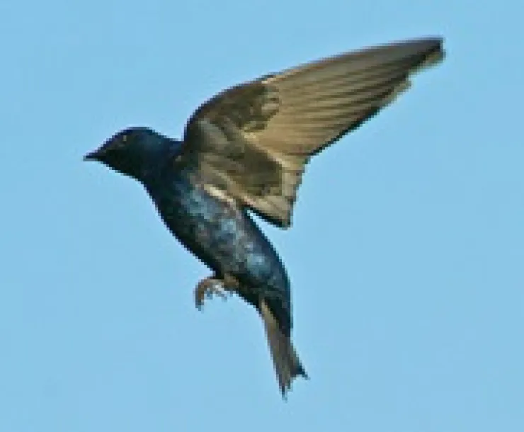 Purple martin