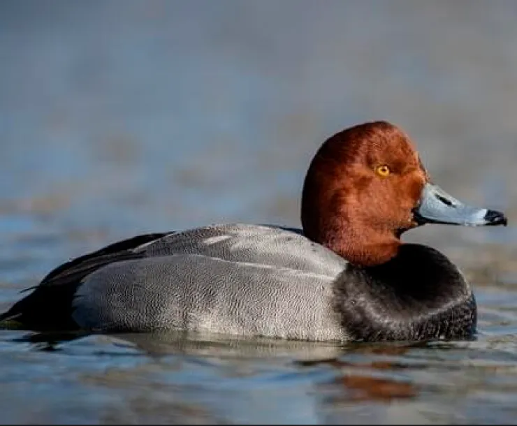 Redhead Duck