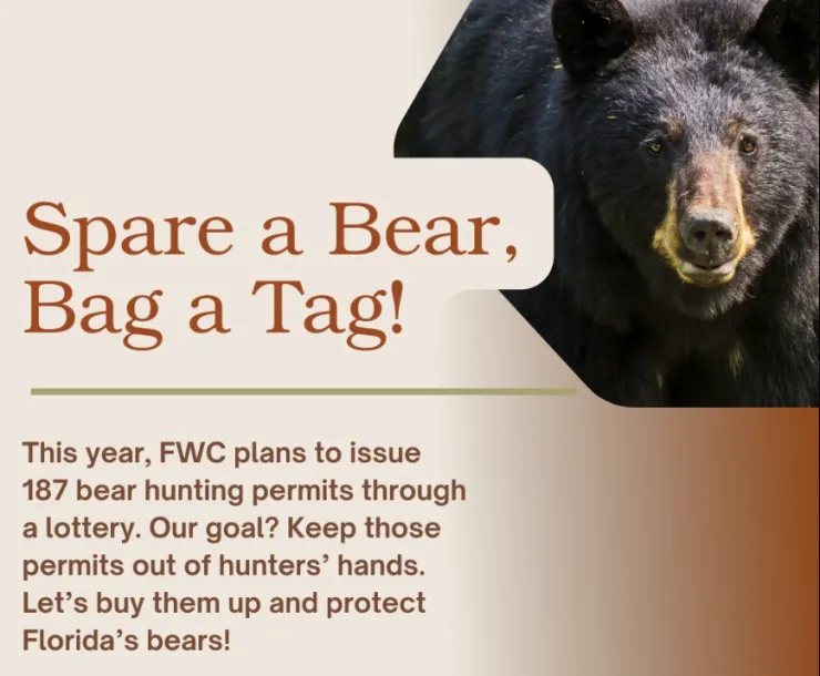 Spare a Bear, Bag a Tag!