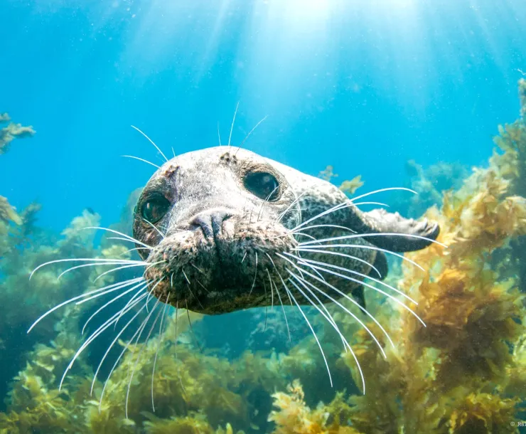 Young harbor seal by Ralf A. Clevenger