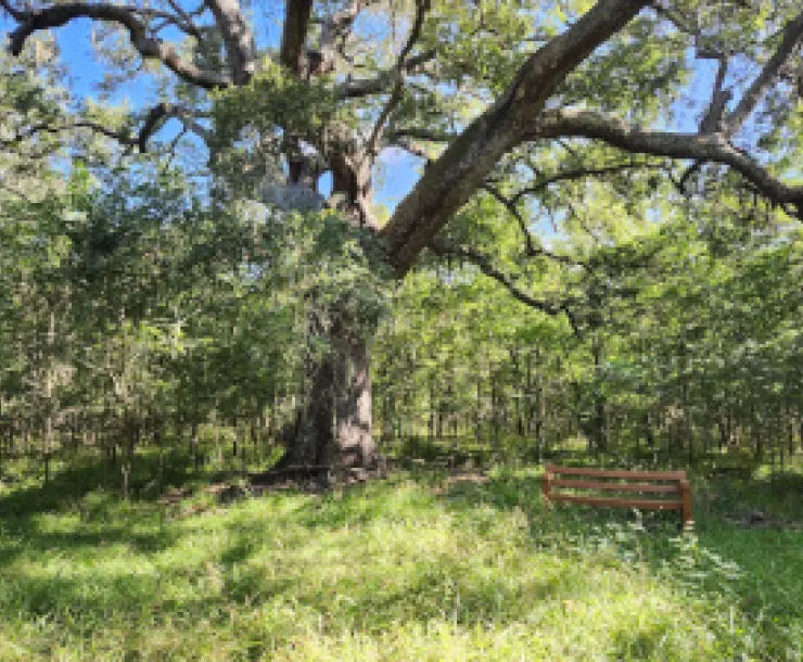 Hudson Woods