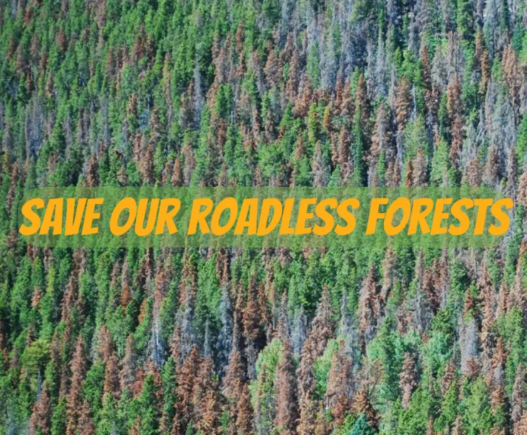 Roadless Forests