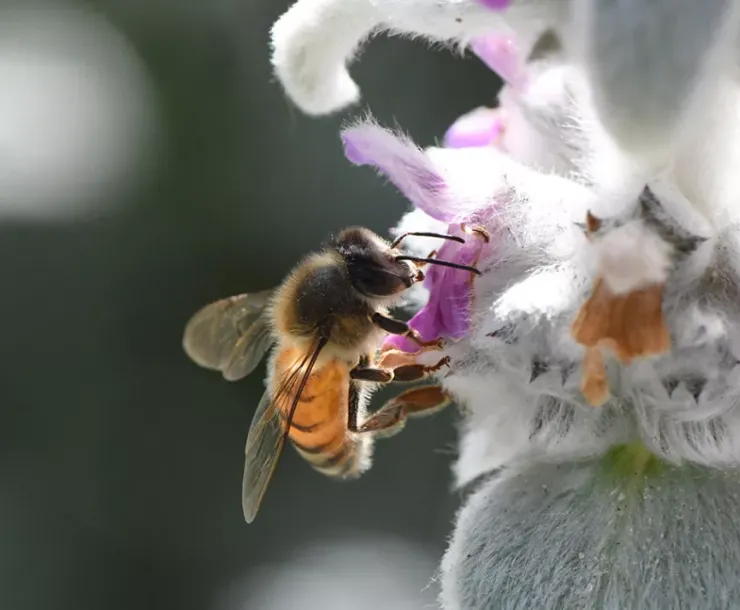 Bees