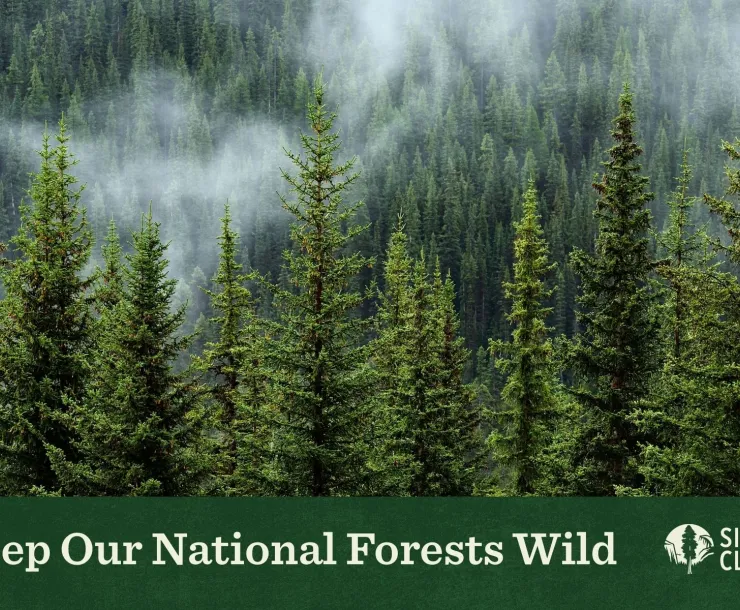 picture of a forest with lots of evergreens and words on bottom that say Keep Our National Forests Wild