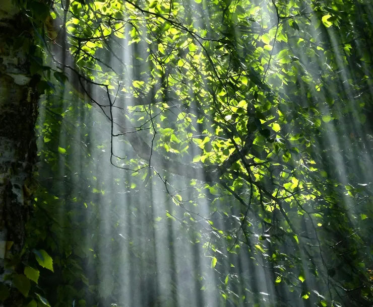 Forest