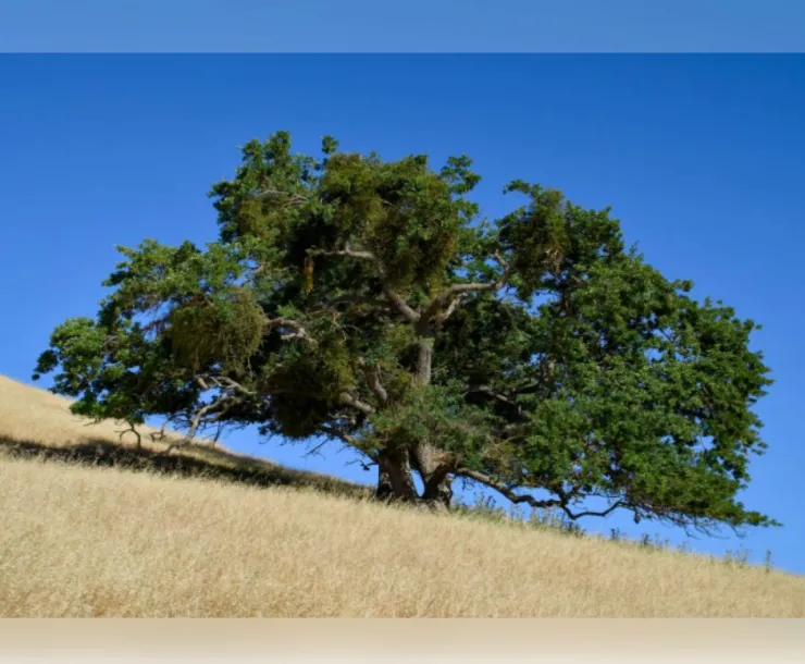 Coast live oak