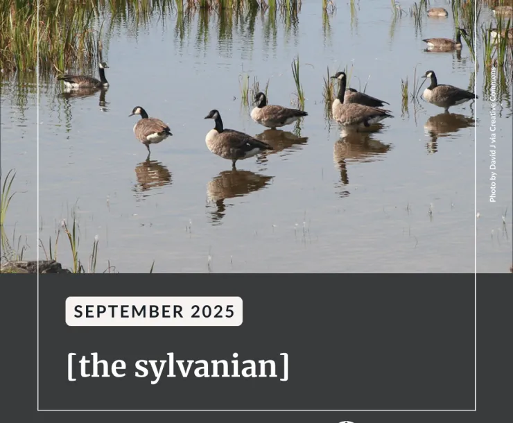 A flock of geese in a pond. Below a dark grey background reads "September 2025 [the sylvanian]"