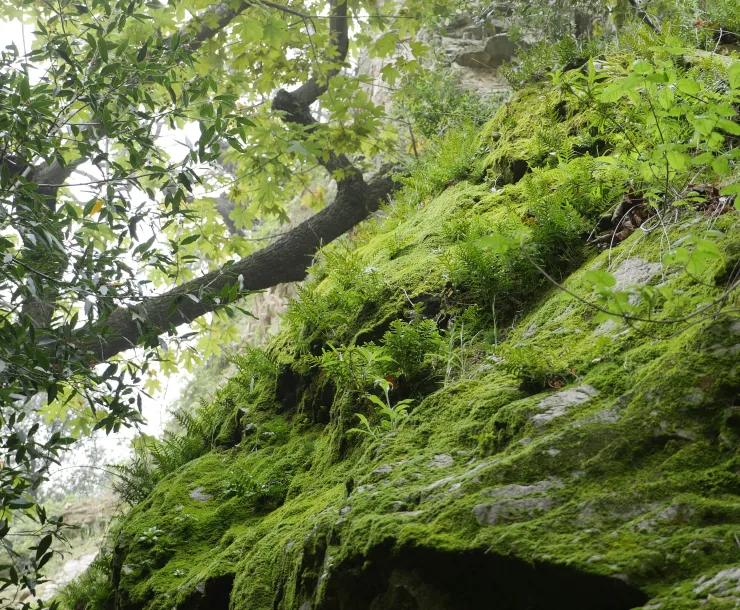 Angeles National Forest
