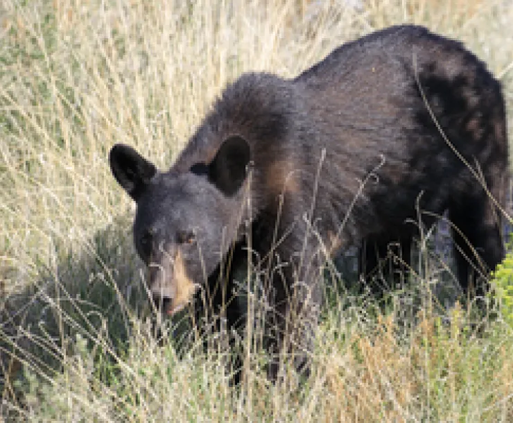Black Bear