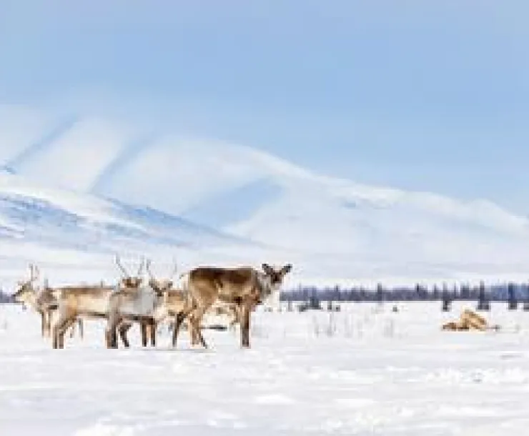 Arctic