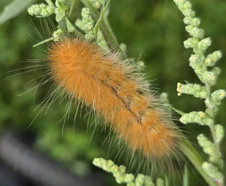 caterpillar
