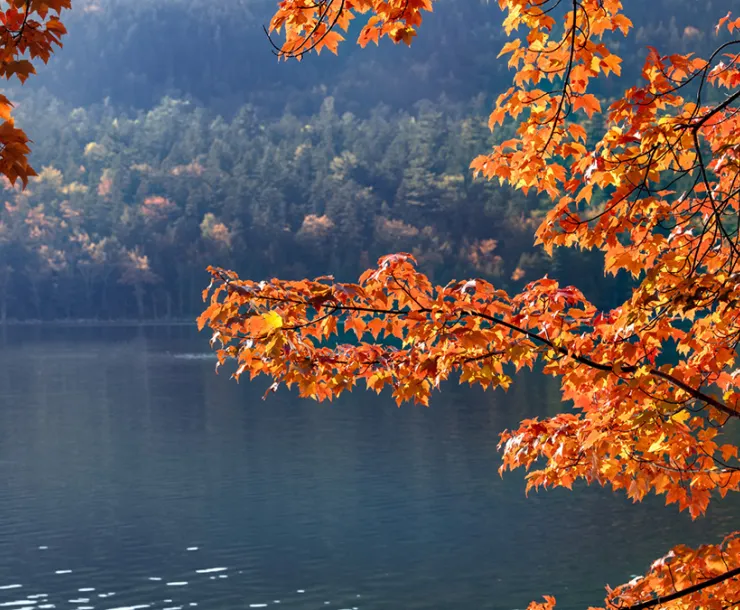 fall leaves