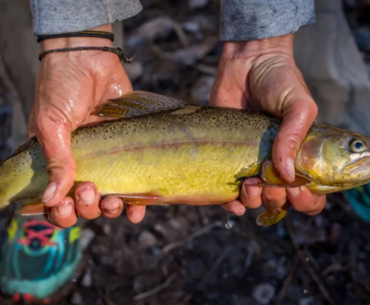 a pair of hands holding a yellow fish
