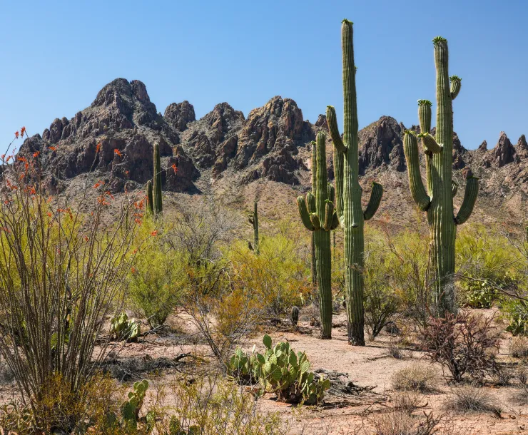 A desert with saguaros and rocky mountains