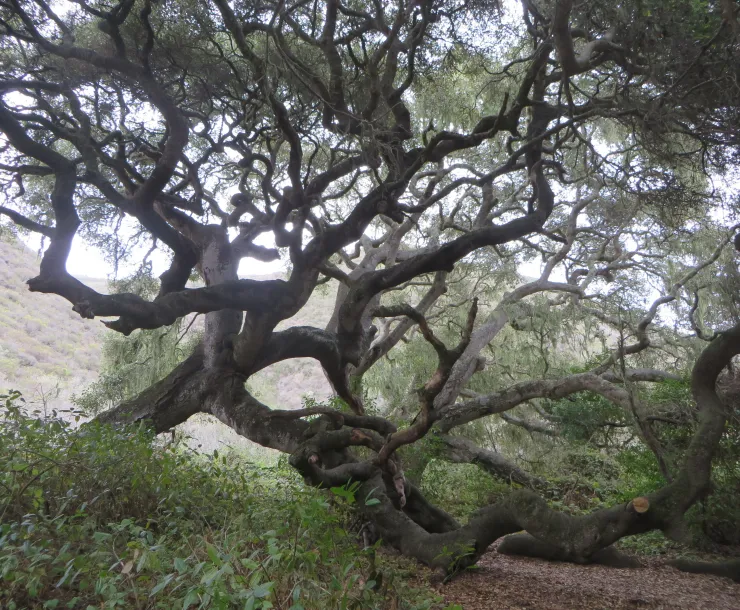 Large coastal live oak tree along Coon Creek Trail