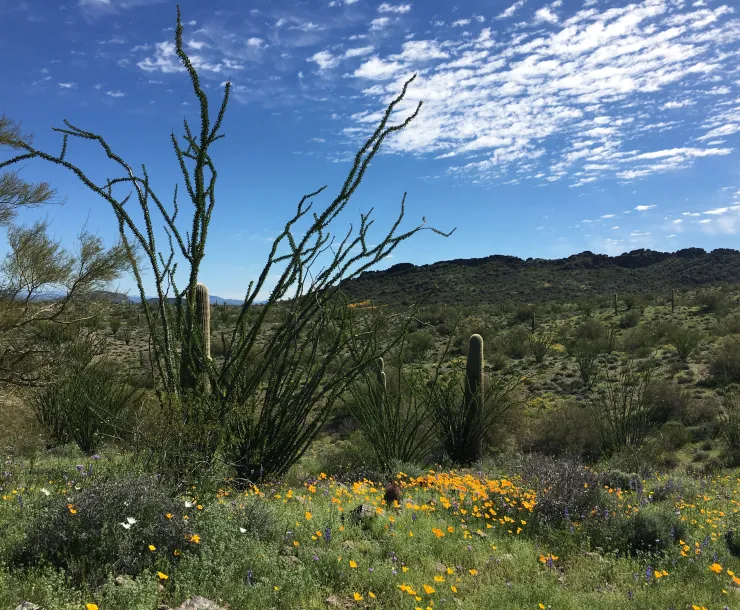 A lush sonoran desert