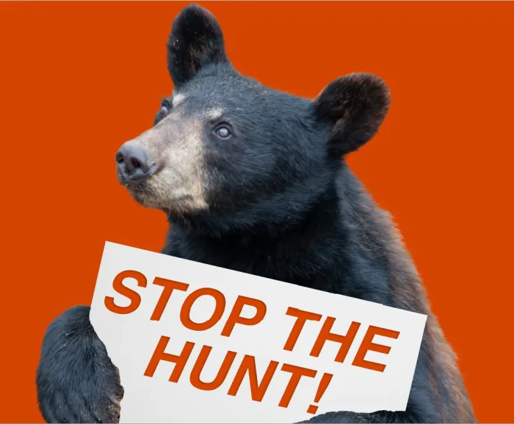 Bear holding a sign saying Stop the Bear Hunt